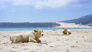 Chaises longues, serviettes de plage