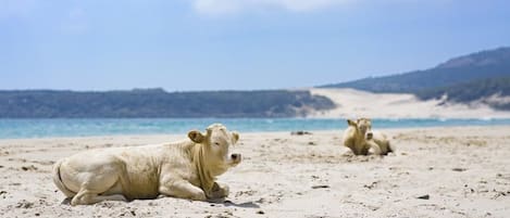 Liegestühle, Strandtücher