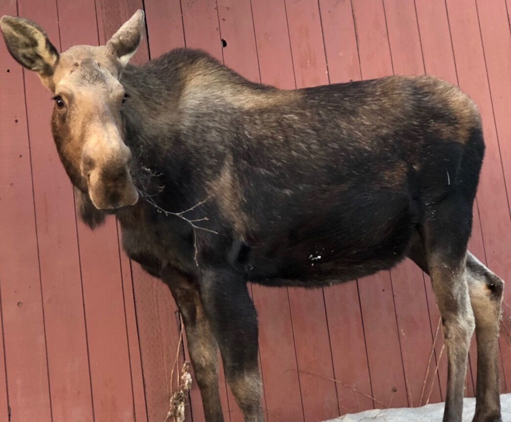 A moose standing in front of a red wooden wall.