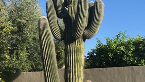 Un cactus grande en un jardín con un muro de concreto y follaje al fondo.