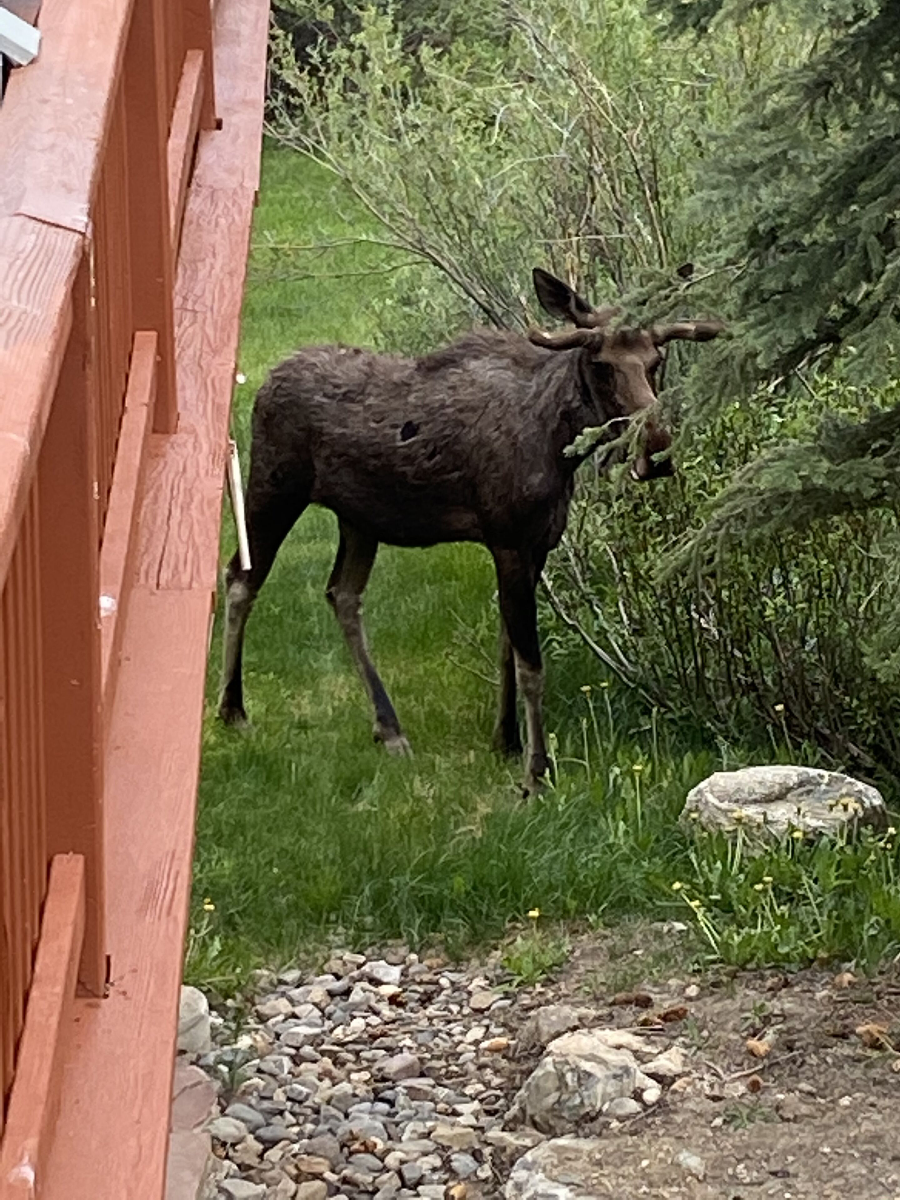 A moose in a natural setting with a wooden fence and greenery.