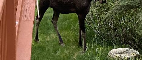 A moose in a natural setting with a wooden fence and greenery.