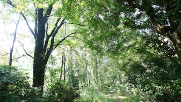 Un bosque denso con árboles altos y maleza espesa.