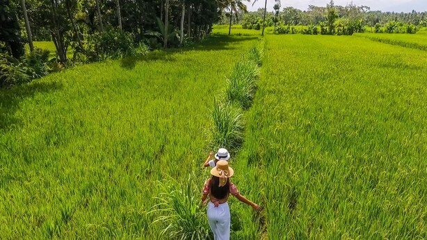 A person walking through a lush green field with trees in the background. - Puri Lumbung Village (Carangsari)