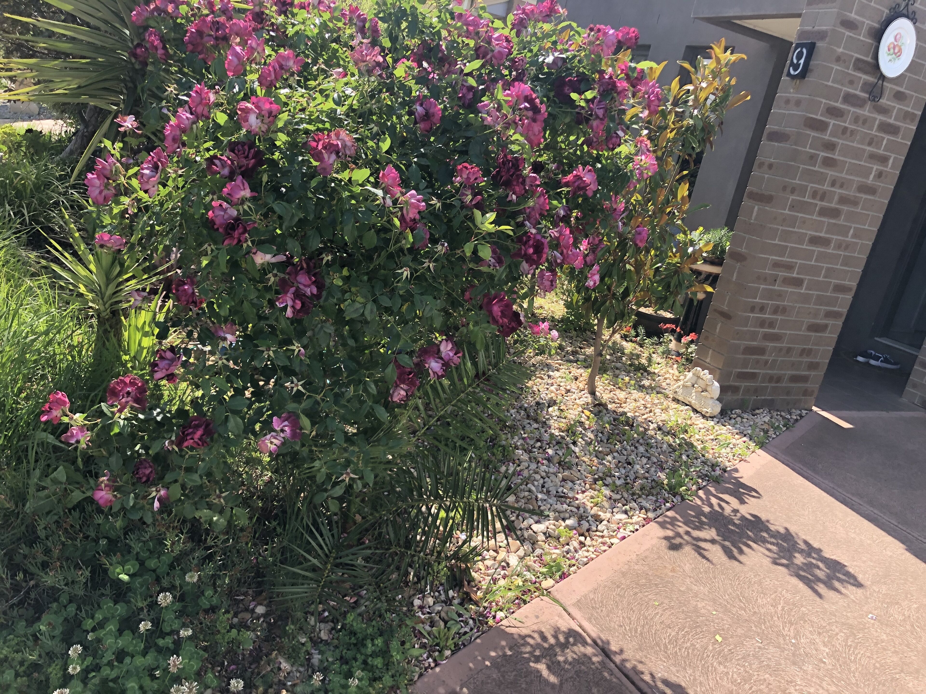 A garden with flowering plants and a brick wall.