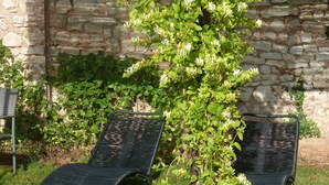 A garden with a stone wall, two black metal chairs, and a climbing plant with white flowers. - Chateau De Clusors (Saint-Menoux)