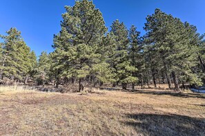 A forested area with tall pine trees and a grassy field. - Angel Fire Mtn Escape: Walk to Chile Express Lift! (Angel Fire)