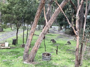Property grounds - Kookaburra Downs - Romantic Couples Retreat. Halls Gap. Grampians. (Halls Gap)