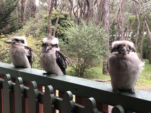 Kookaburra Downs - Romantic Couples Retreat. Halls Gap. Grampians.