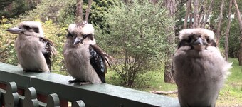 Kookaburra Downs - Romantic Couples Retreat. Halls Gap. Grampians.