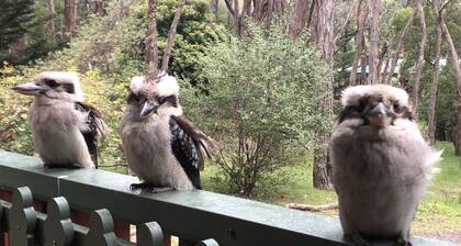 Kookaburra Downs - Romantic Couples Retreat. Halls Gap. Grampians.
