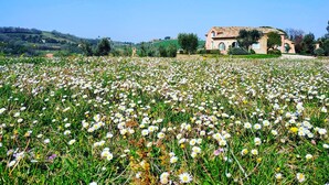 Un paysage rural avec un champ de marguerites et un bâtiment en pierre surmonté d’un toit en tuiles.