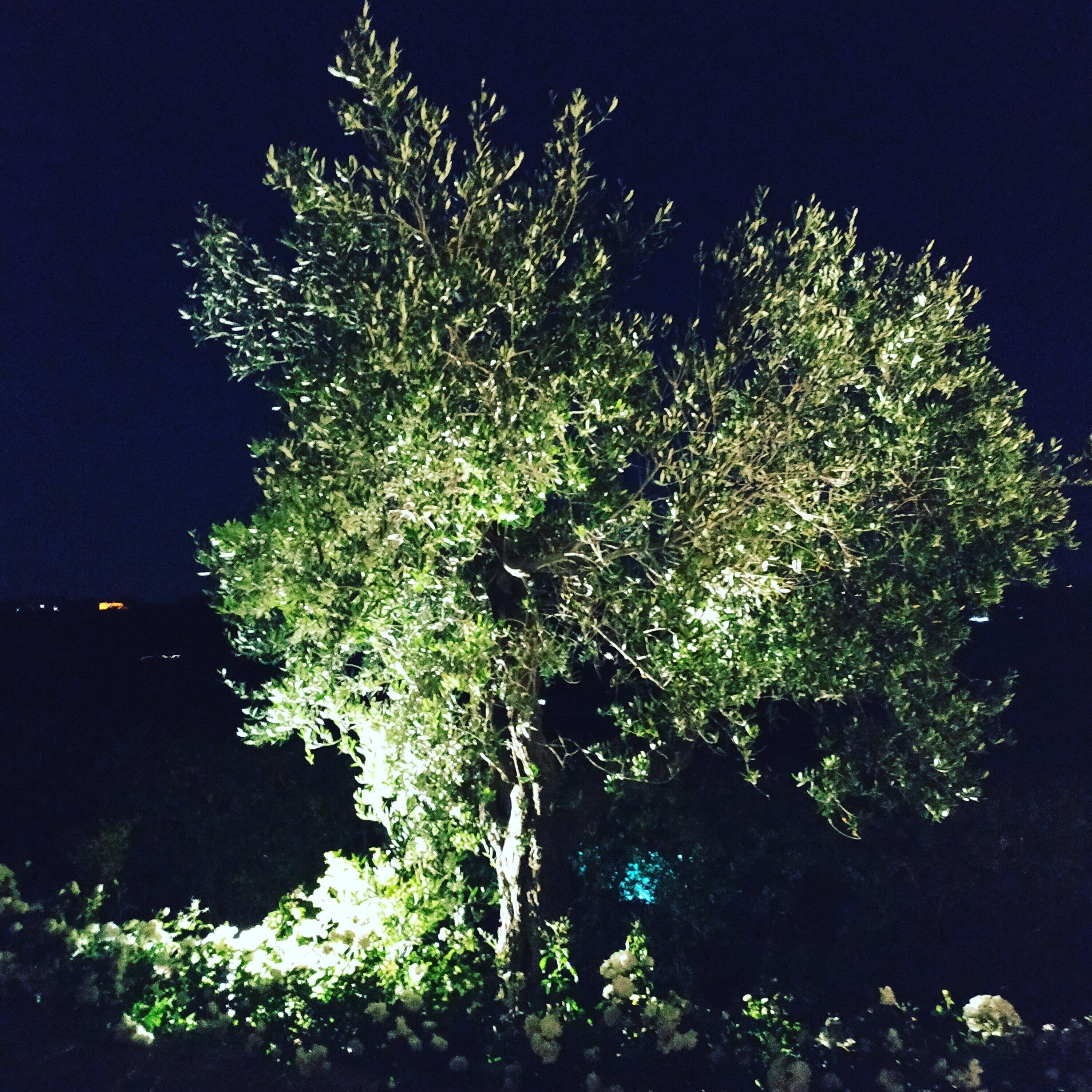 A tree illuminated at night with a dark background.