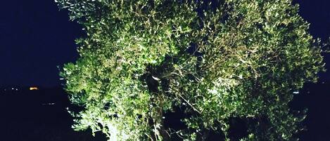 A tree illuminated at night with a dark background.