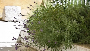 A concrete wall with a large white block and a dense shrub with purple flowers. - Eco B&B Old Town Beach (Split)