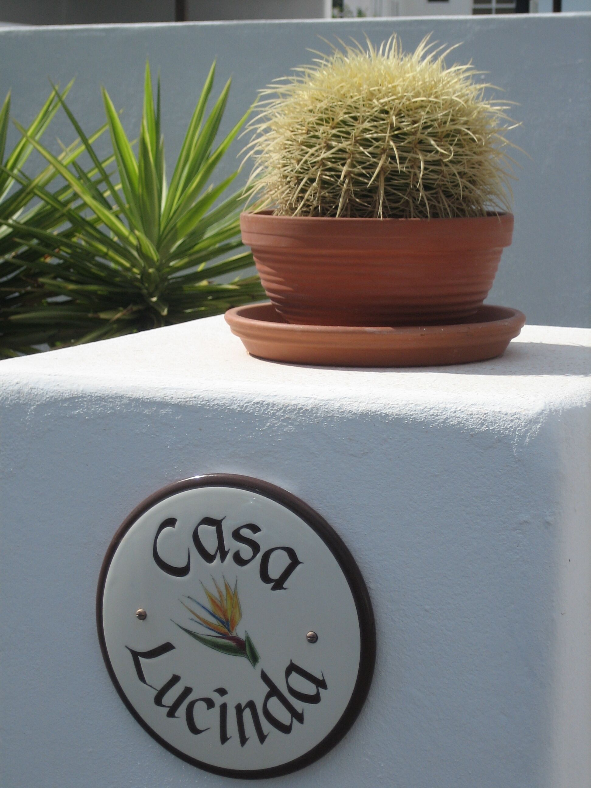 A potted cactus on a white wall with a sign that reads "Casa Lucinda".