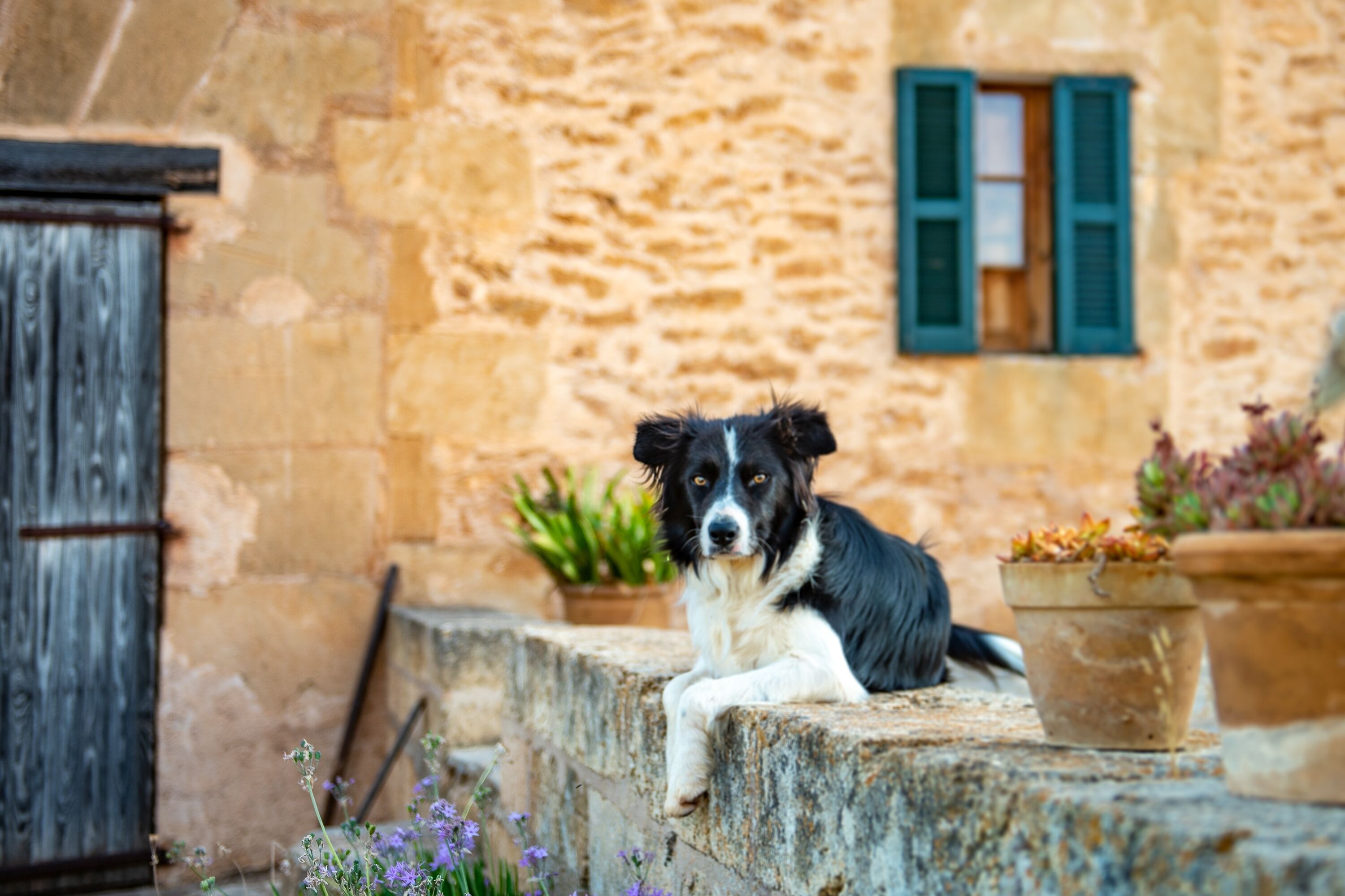 Foto - Sos Ferres D'en Morey