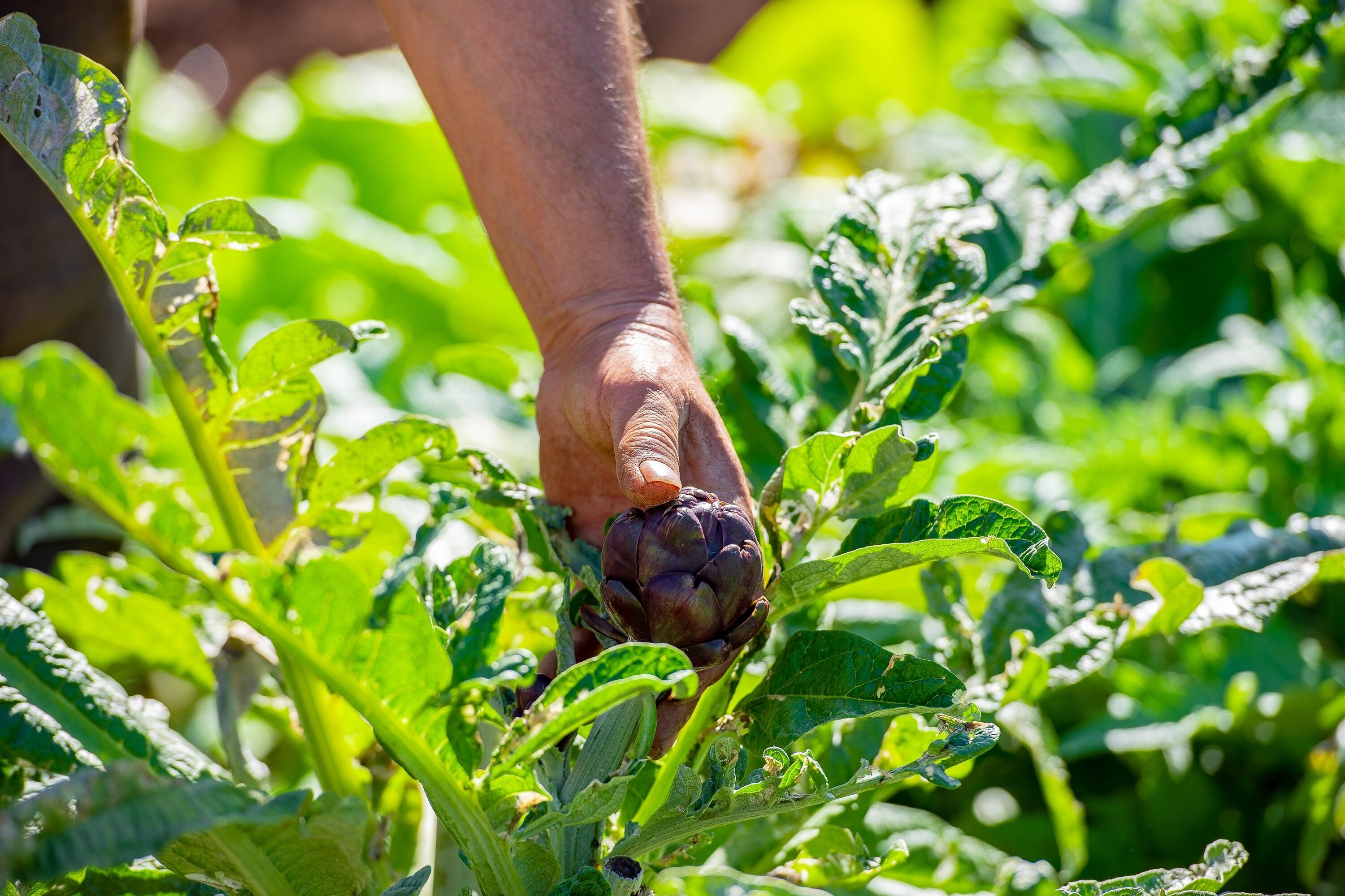 Foto - Sos Ferres D'en Morey