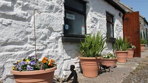 A white building with a black window and a wooden door. There are large terracotta pots with flowers and plants on the ground. - Cross Inn (Isle of Lewis)