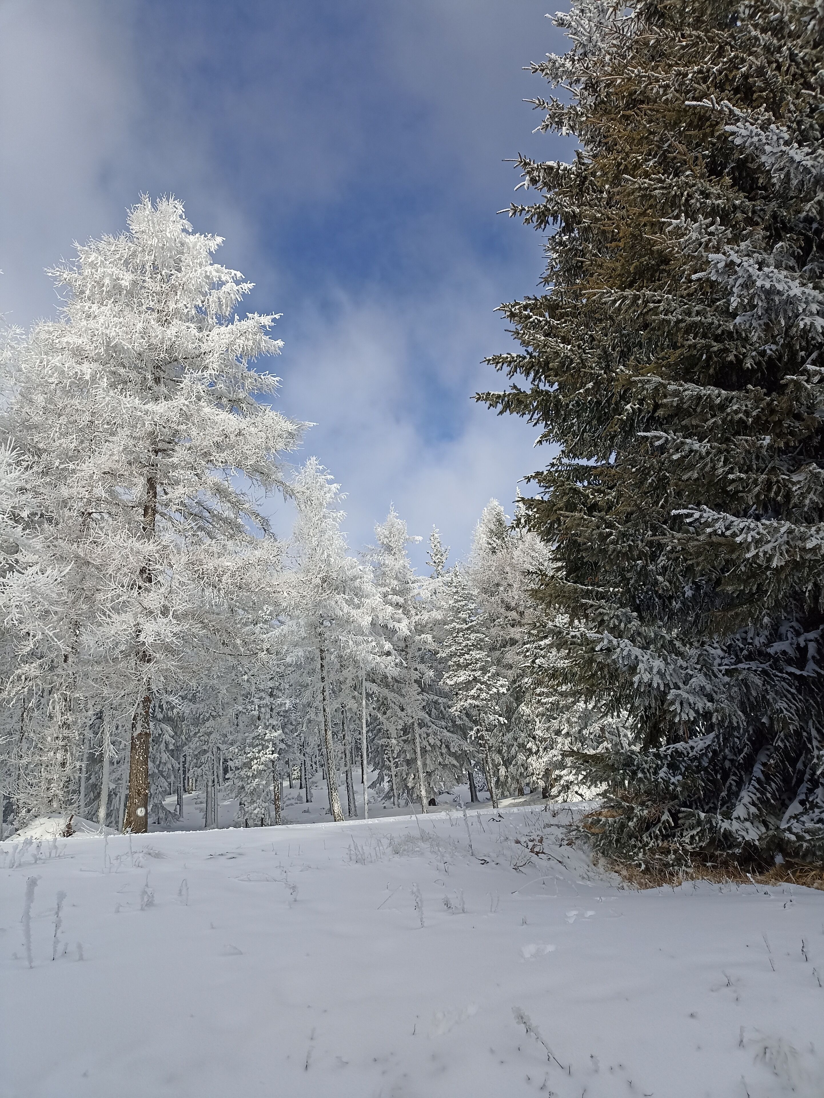 Bosco innevato con alti alberi sempreverdi e cielo sereno.