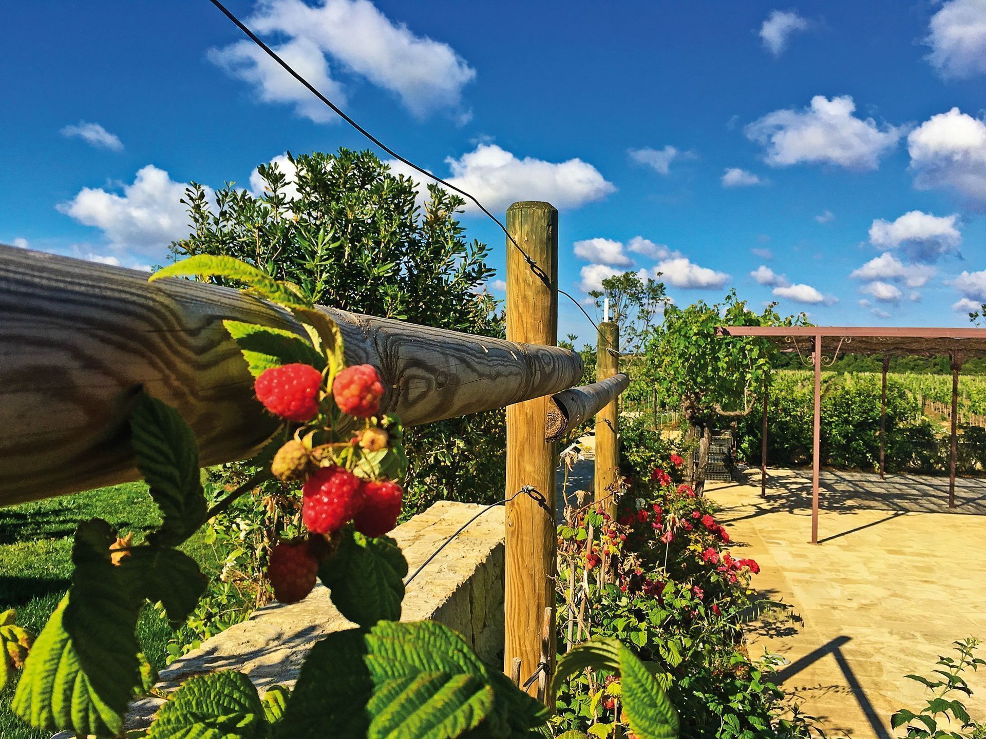 Un vigneto con pergolati in legno che sorreggono viti e una struttura a pergola sullo sfondo.