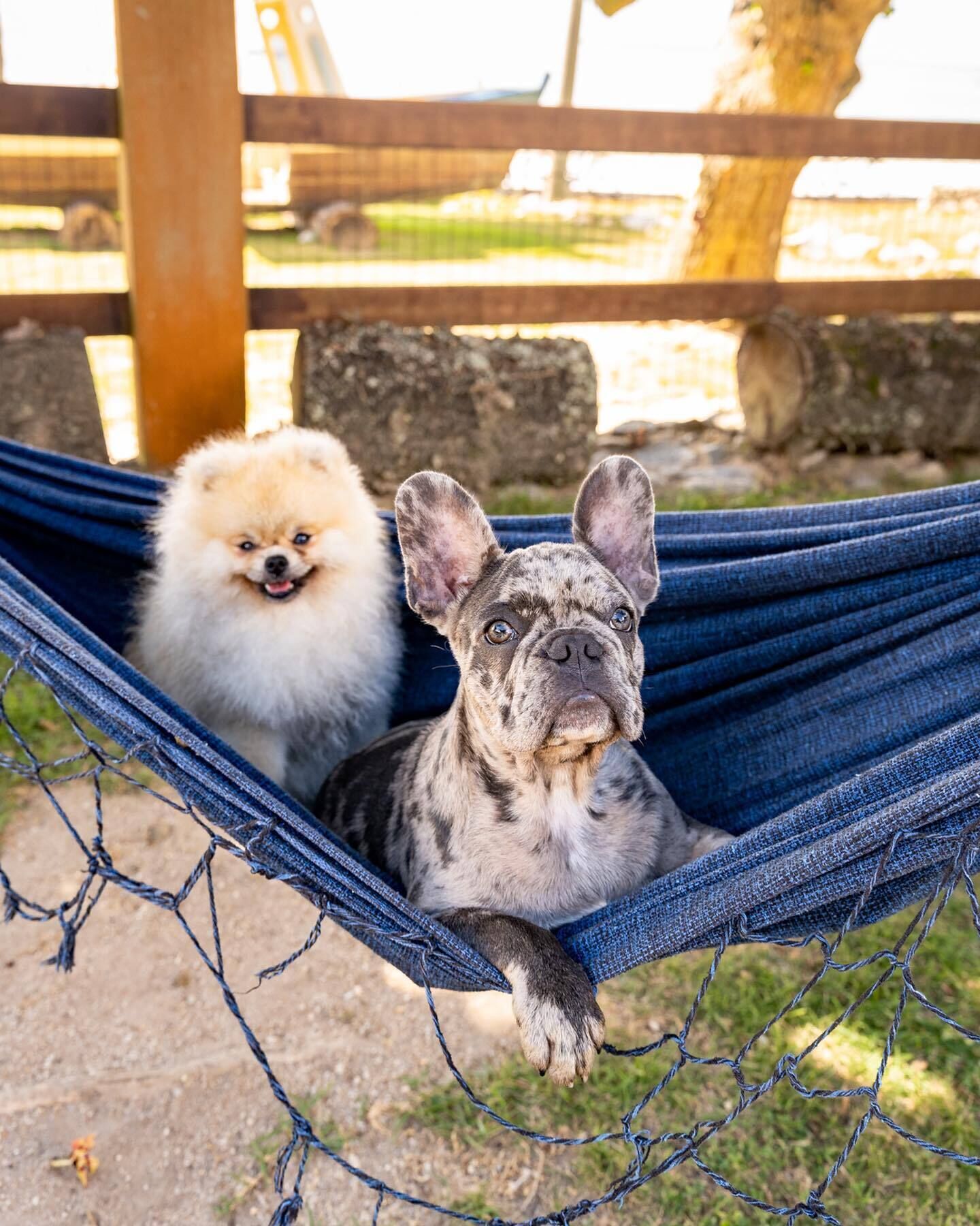 Two dogs in a hammock.