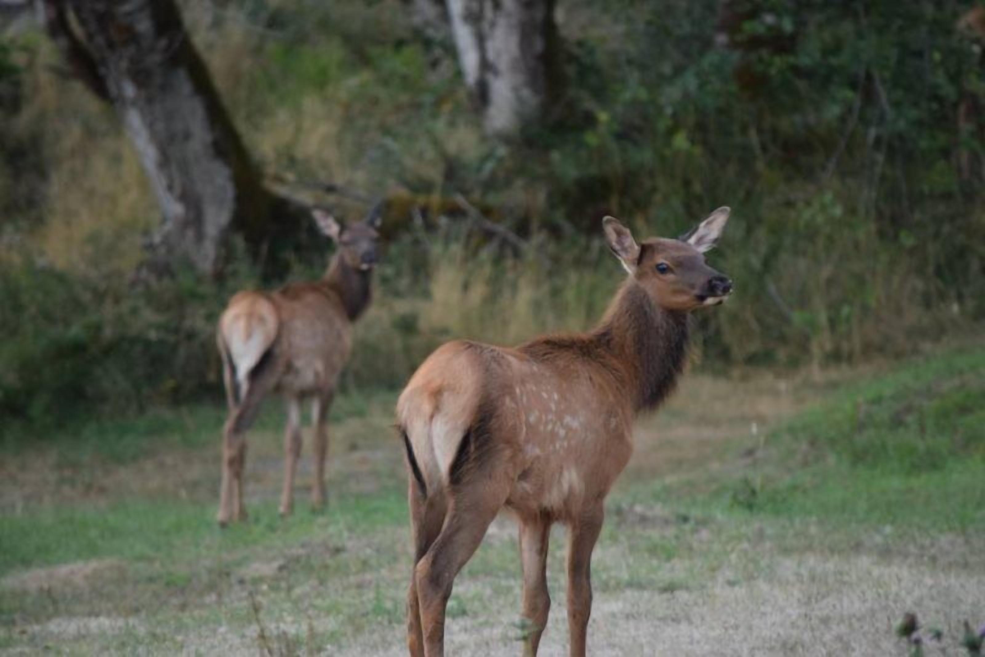 Two deer in a natural setting with trees and grass.