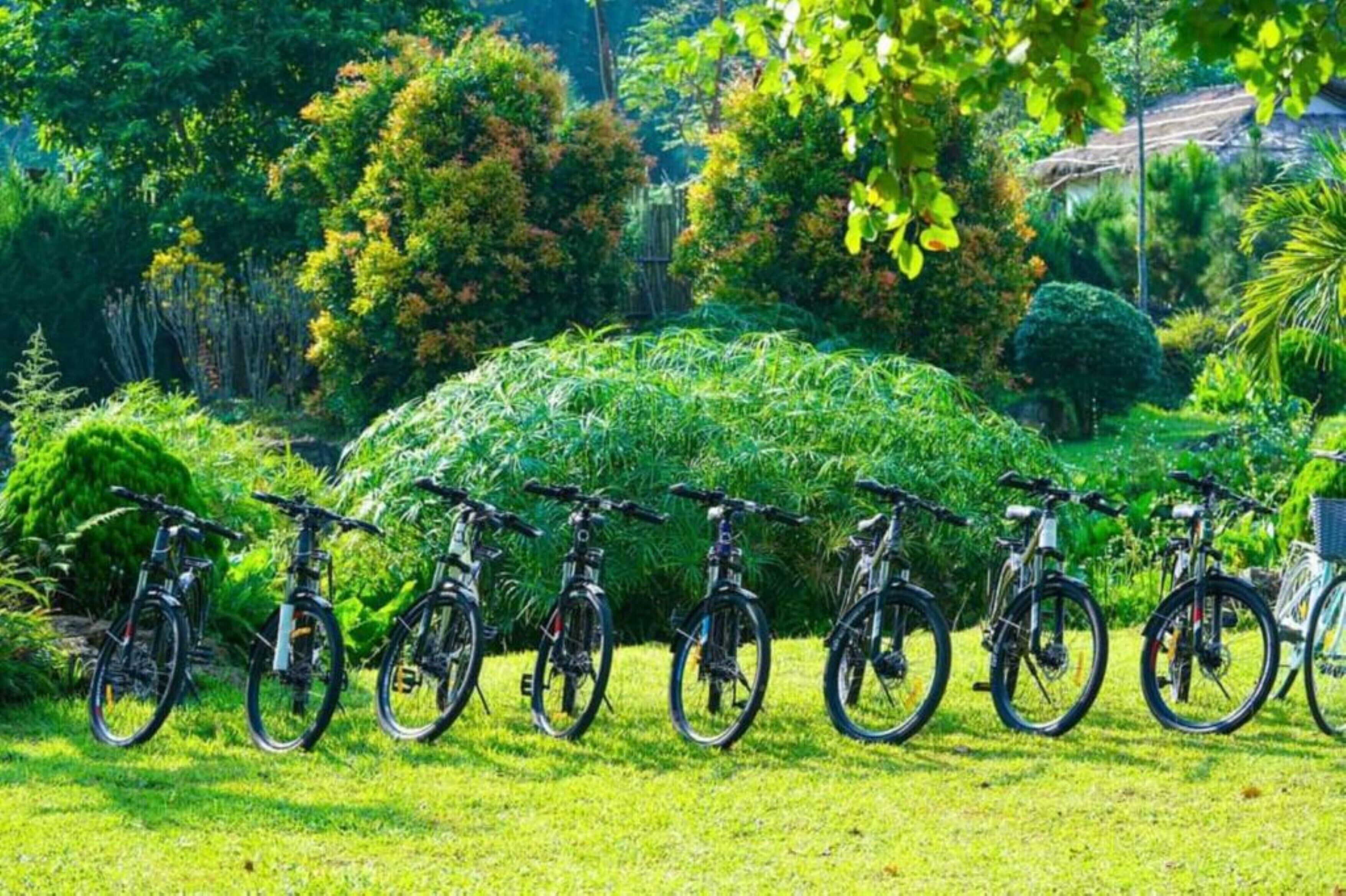 A row of bicycles parked on a grassy lawn with lush greenery and trees in the background.