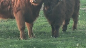 A bull and a calf in a grassy field. - Shaggy Moos Apartment  (Bloomfield)