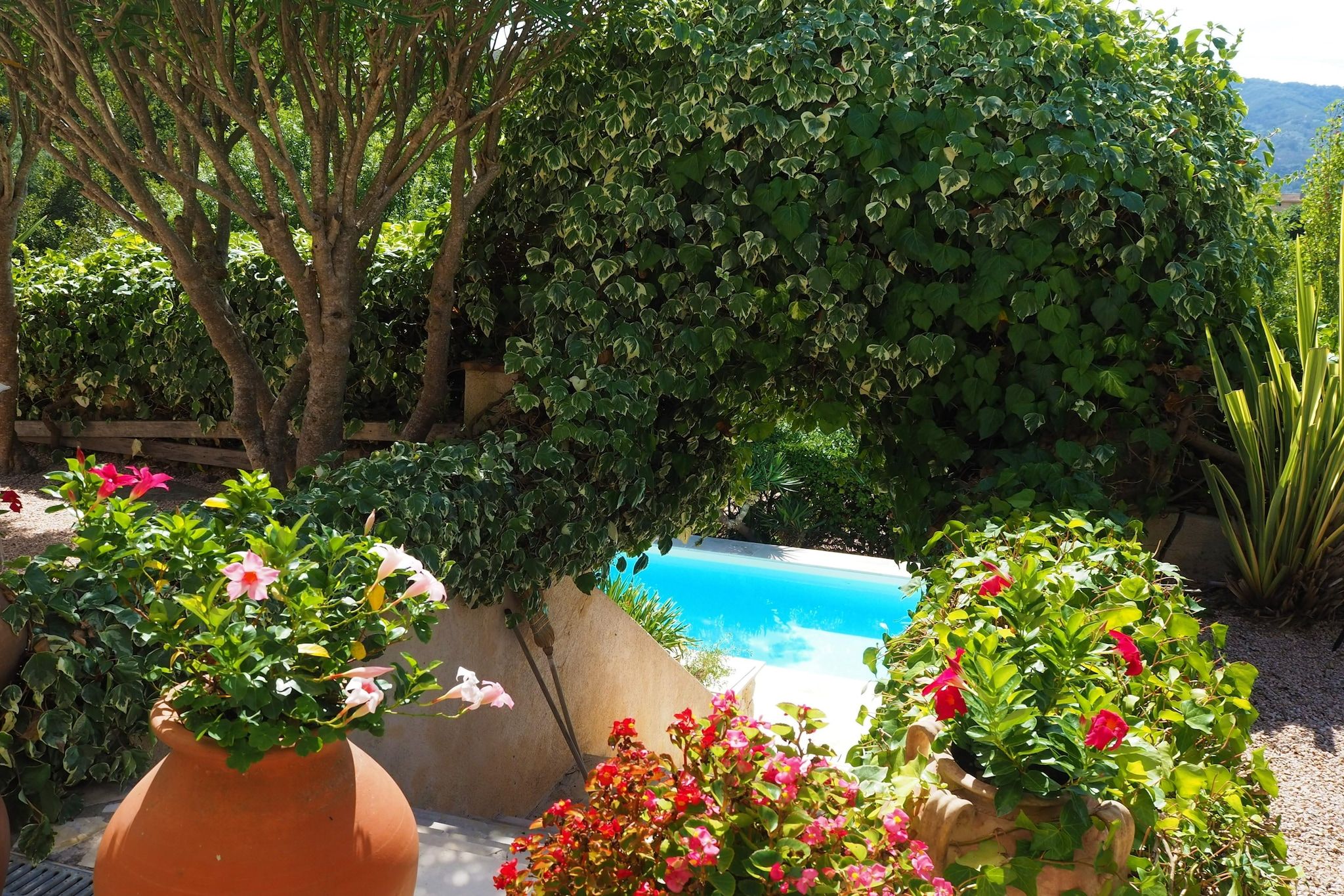 Jardin [été]
