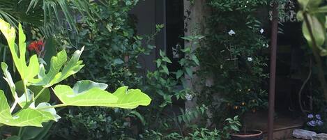 Jardin