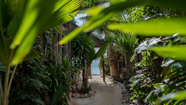 A pathway surrounded by lush tropical vegetation leading to a beach. - Pili Pili House (Jambiani)