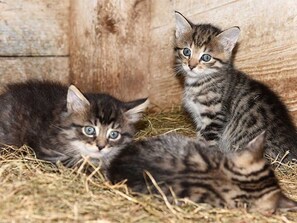 Botón de imagen sin clasificar, 4 de 22