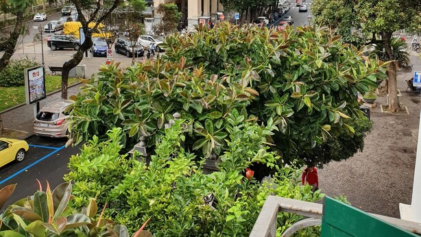 Um edifício com arquitetura clássica, rodeado por vegetação exuberante e uma rua movimentada.