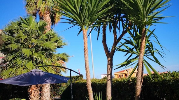 A garden with palm trees and a patio area with outdoor furniture.