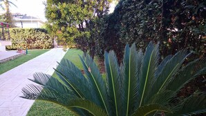 A well-maintained garden with a large palm-like plant in the foreground, a paved walkway, and a hedge in the background.