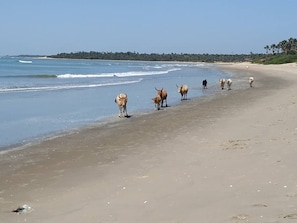 Une plage où du bétail se promène le long du rivage.