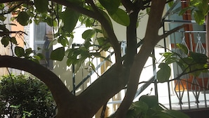 Ein Baum mit dichtem Laubwerk vor einem Gebäude mit Metallgeländer und einem Fenster.