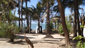 A beach area with trees and a bird. - Unspoiled South Gambian Paradise '' Pure Nature Treehouse '' (Kartung)