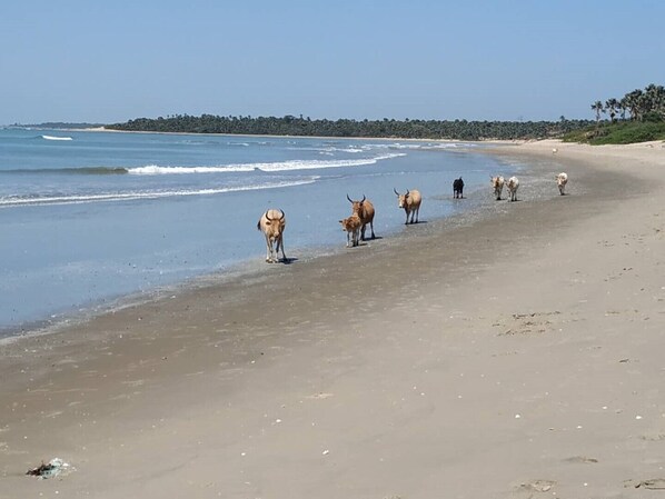Plage