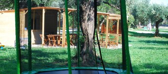 The "Olive Treehouse"