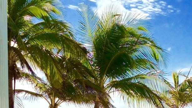 Una terraza de madera turquesa que da a una playa con palmeras y un cielo azul despejado.