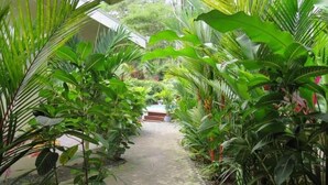 A pathway flanked by lush green plants, leading to a building entrance. - Alloro Jungle Villas (Cahuita)