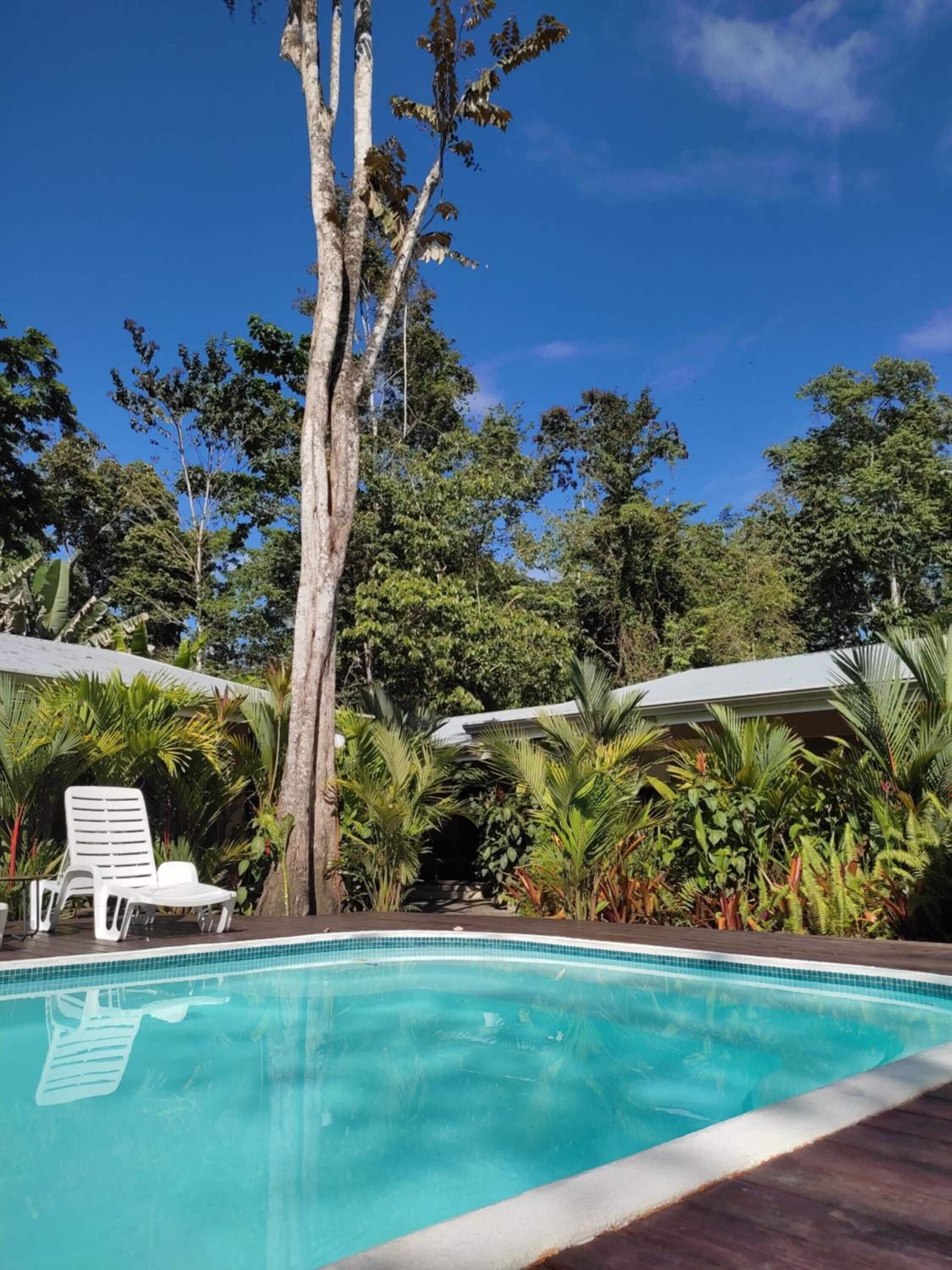 A swimming pool with white lounge chairs and a tall tree in the background.