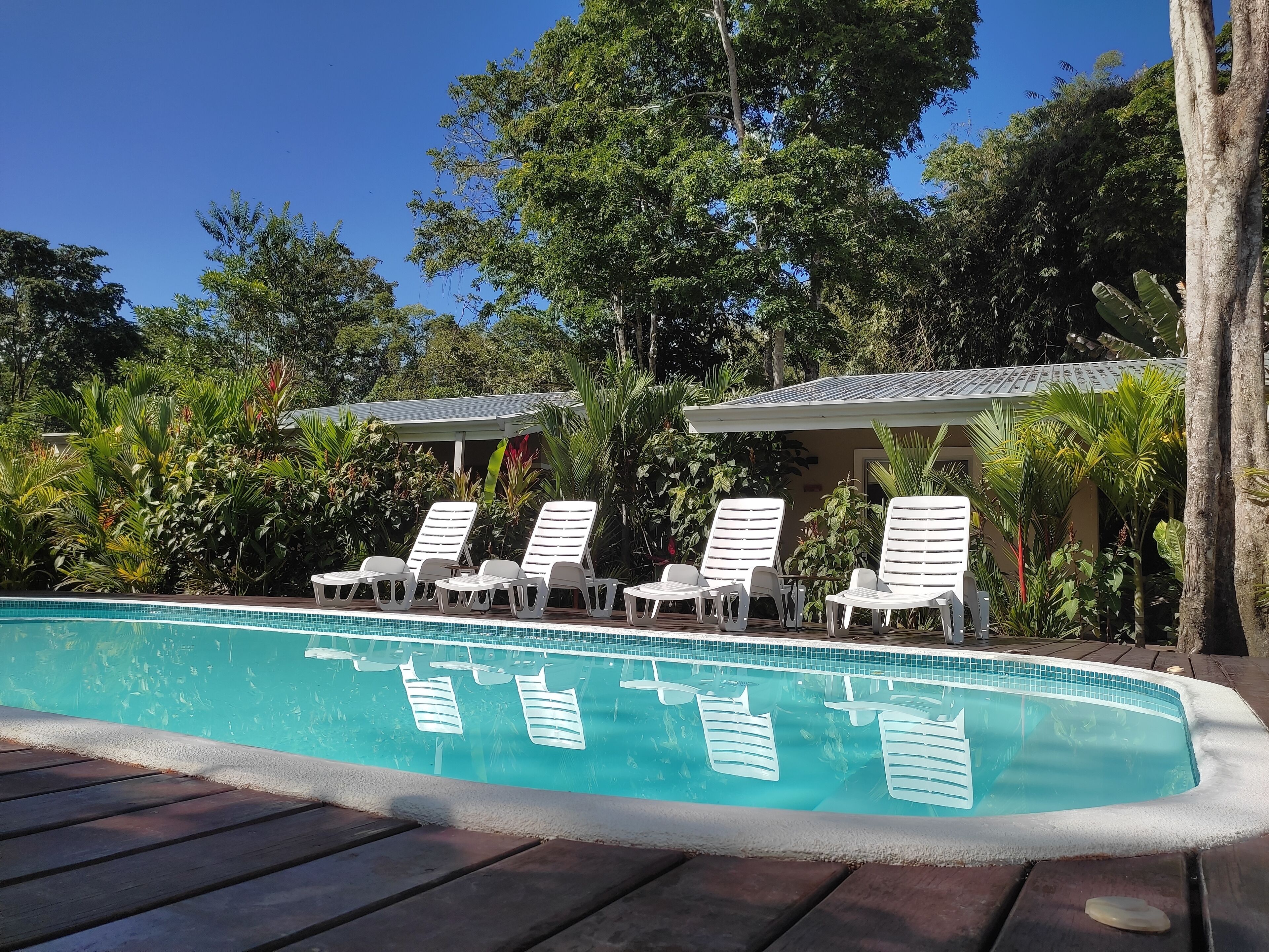 Uma piscina com espreguiçadeiras brancas e área coberta, cercada por vegetação exuberante.