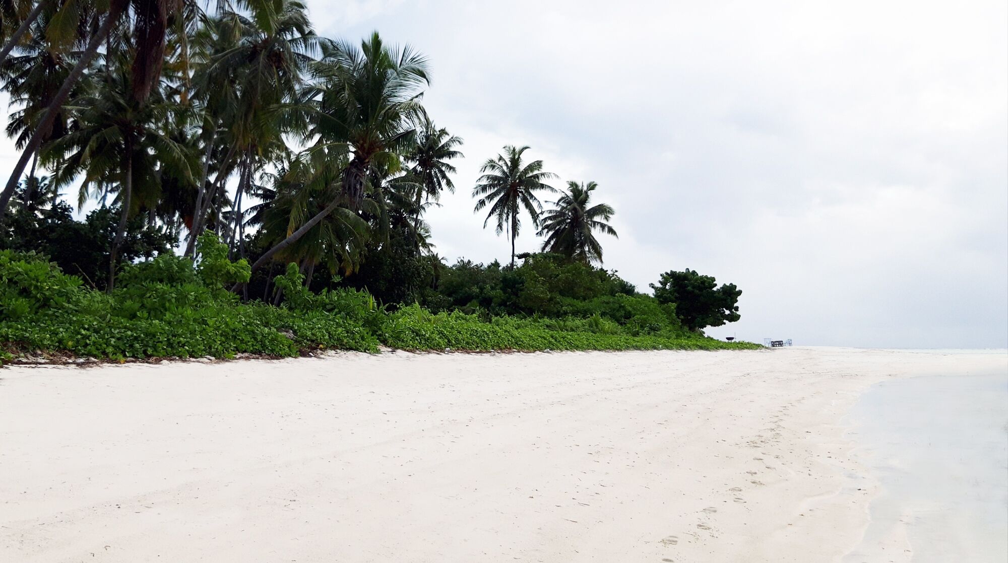 A beach with white sand and palm trees.