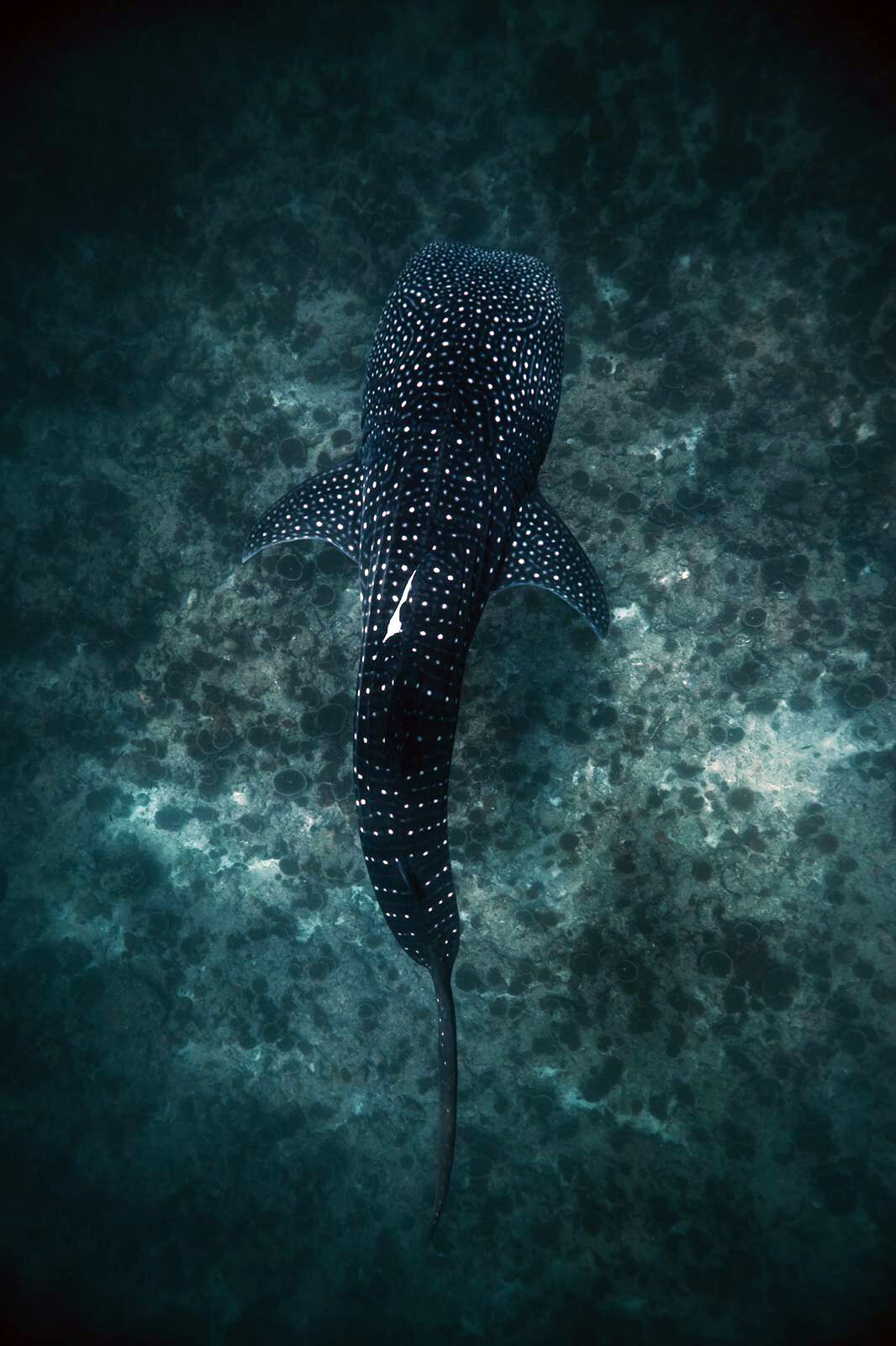 A large, spotted fish swimming underwater.
