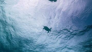 An underwater view of a diver with fins, surrounded by water.