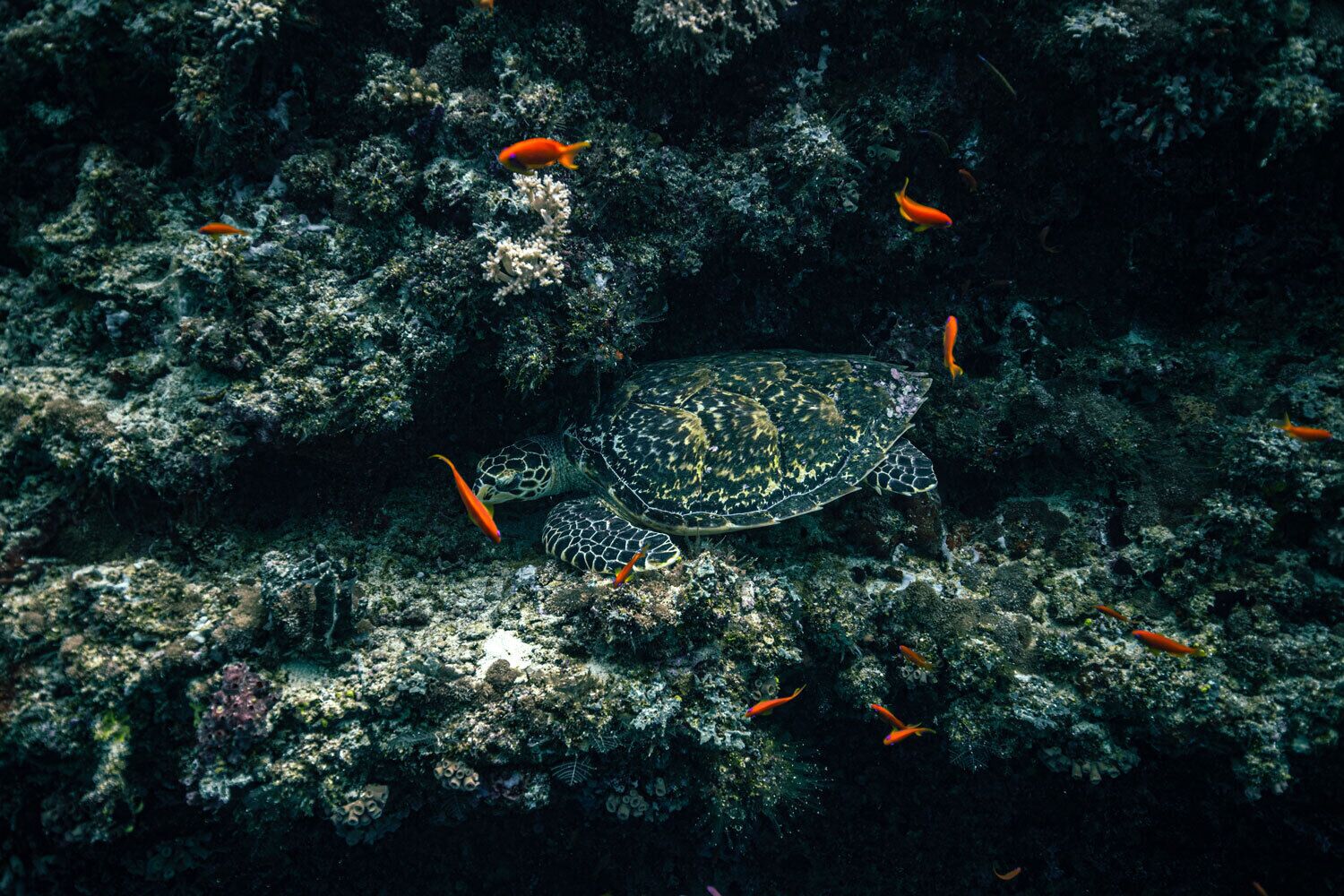 Foto - Endheri Sunset Dhangethi