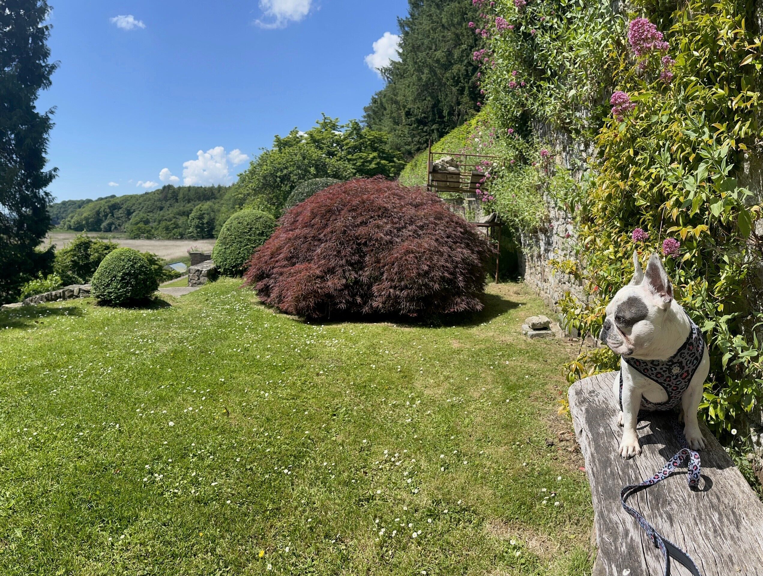 A garden with a large bush, a dog on a wooden bench, and a stone wall.